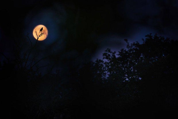 Anton Trexler's image of a black bird illuminated by the moon, which won him Bird Photographer of the Year's 2023 Young Photographer award