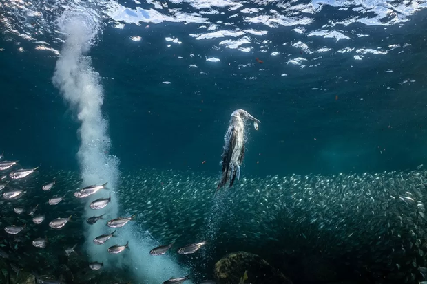 A blue-footed booby rises back to the surface after diving for a sardine in an image captured by photographer Henley Spiers