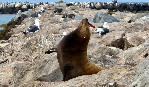 sea-lion-rescued.png 
