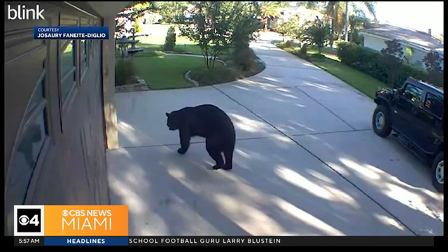 anvato-6446504-three-legged-bear-helped-himself-to-patio-refrigerator-of-florida-home-32-39294.png 
