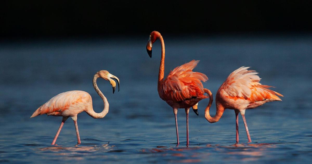 More wild flamingos being spotted in Florida, prompting first ever flamingo census