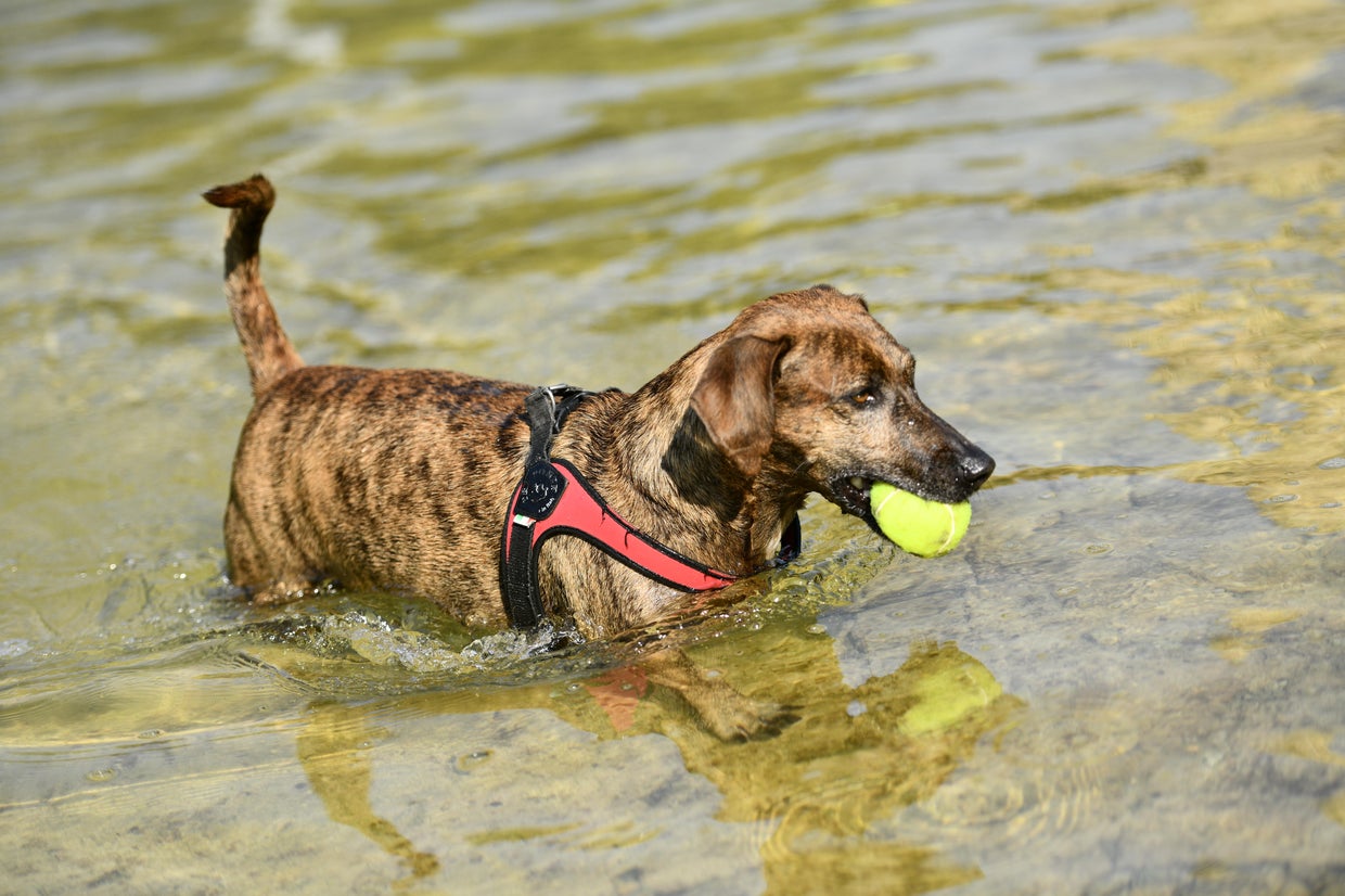 Ecological impact of tennis balls is out of bounds, environmentalists ...