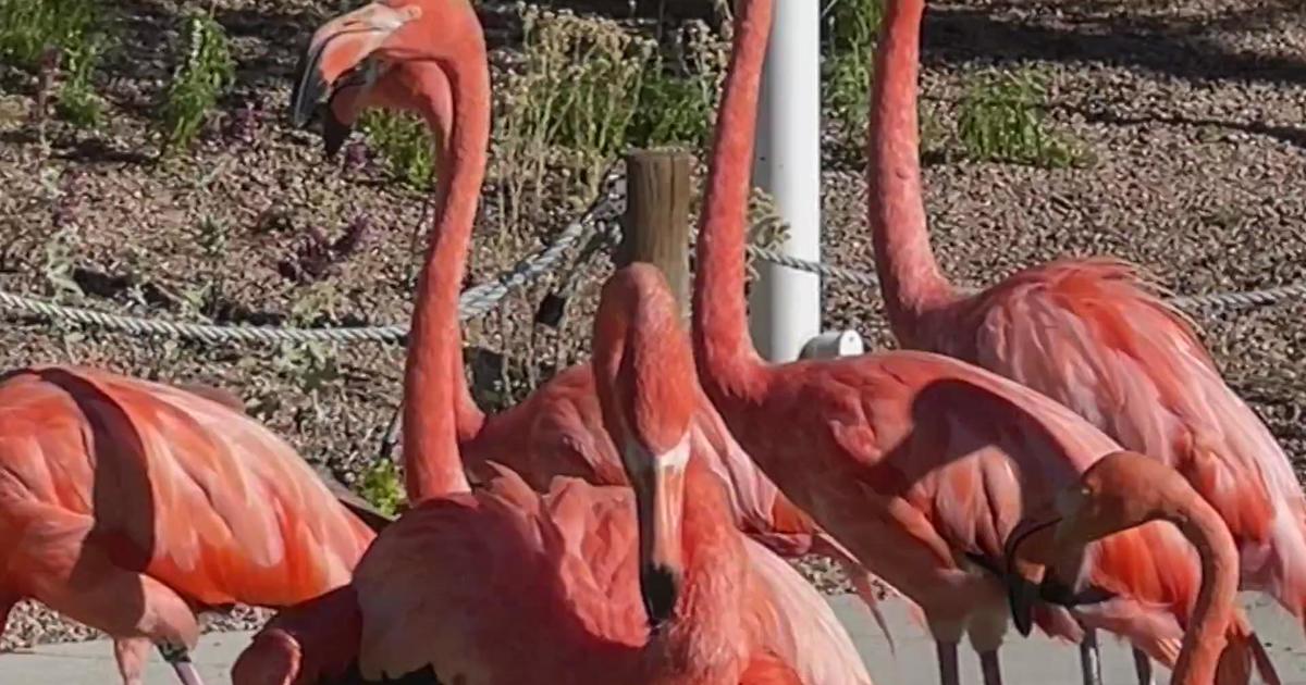 Zoo To Do Patron Party Had Flamingos In The Yard And Guests Seeing