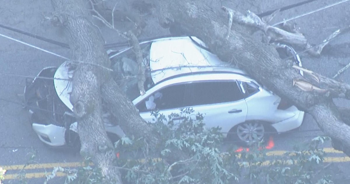 2 people injured after large tree falls on car in Douglas - CBS Boston