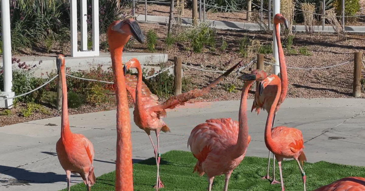 Why Are Flamingos Pink? - Parade Pets