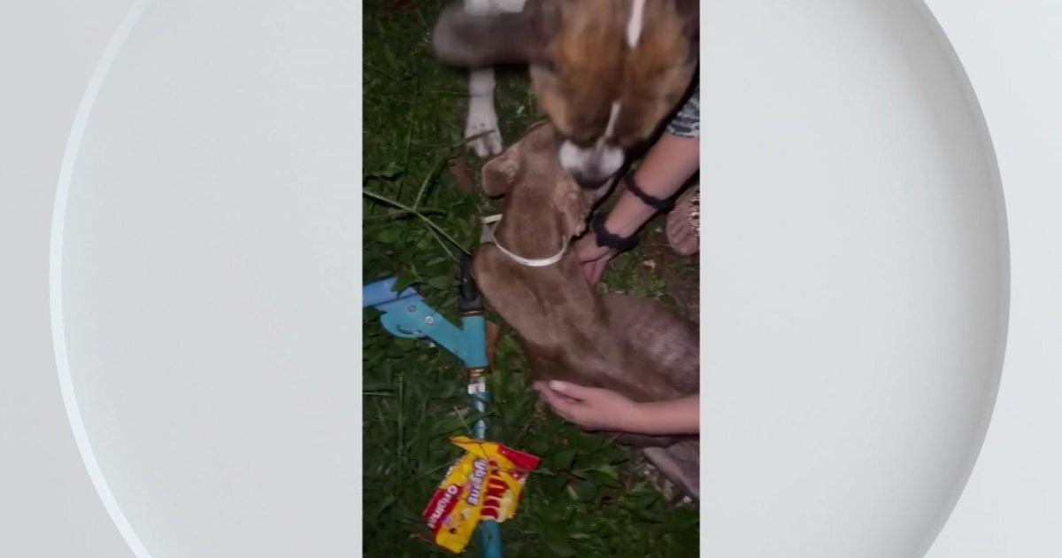 Emaciated canine belonging to evicted homeowners found deserted in Miramar Emaciated canine belonging to evicted homeowners found deserted in Miramar