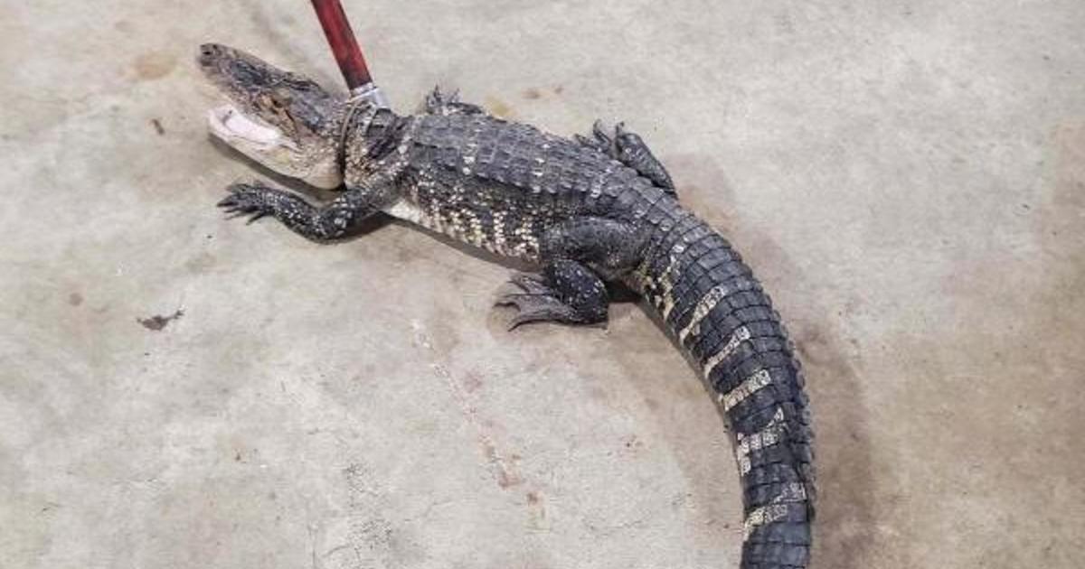 Alligator captured in Piscataway after weeks-long search in Middlesex County, police say