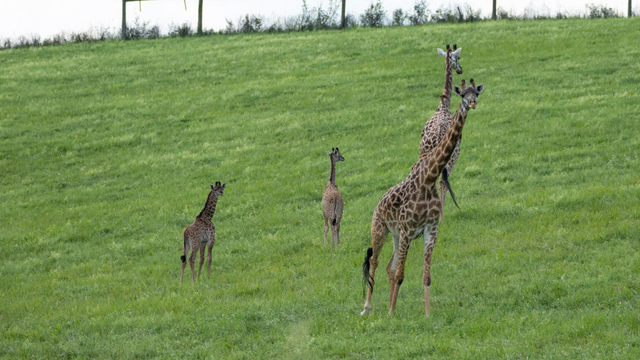 kdka-the-wilds-second-giraffe-calf-1.png 