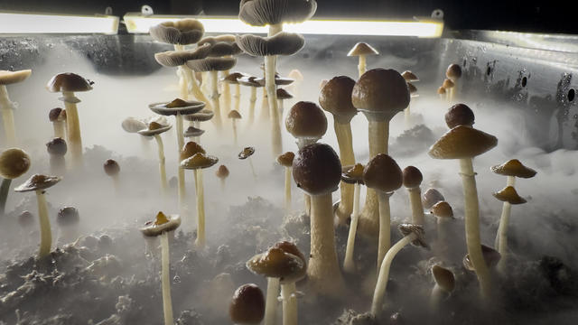 Psilocybin Mushrooms Increasingly Sought For Therapeutic Purposes 