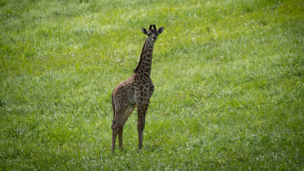 kdka-the-wilds-second-giraffe-calf.png