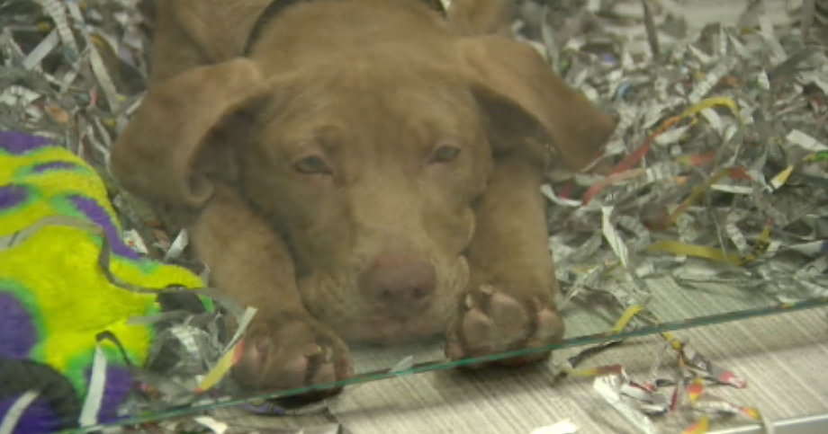 Minnesota animal shelters seeing increase in requests for outofstate