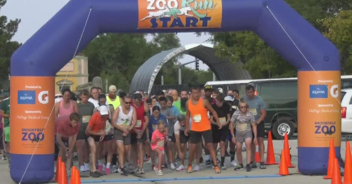 Brookfield Zoo hosting annual 5K race CBS Chicago