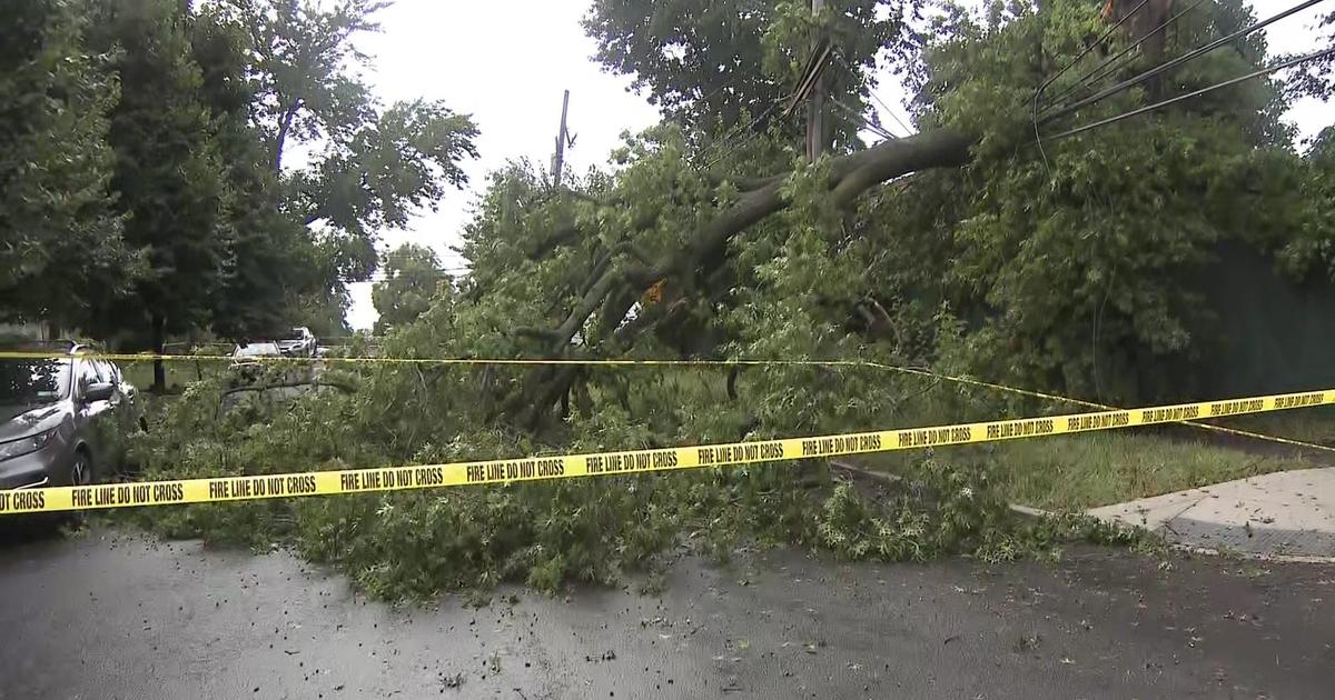 Downed Tree Knocks Out Power For Hundreds In The Bronx Cbs New York