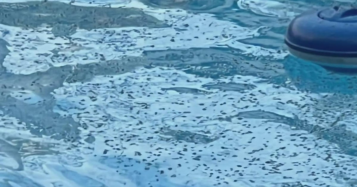 Evergreen Park residents baffled by bug infestation - CBS Chicago