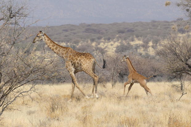 Another spotless giraffe has been recorded – this one, in the wild