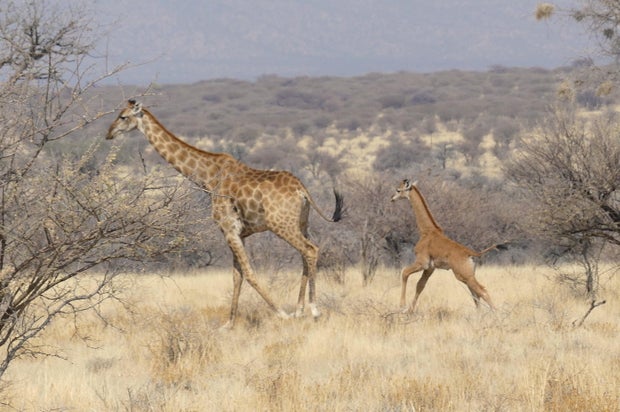 spotless-giraffe-and-mother-in-namibia-c-eckart-demasius-gcf.jpg
