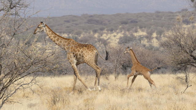 spotless-giraffe-and-mother-in-namibia-c-eckart-demasius-gcf.jpg 