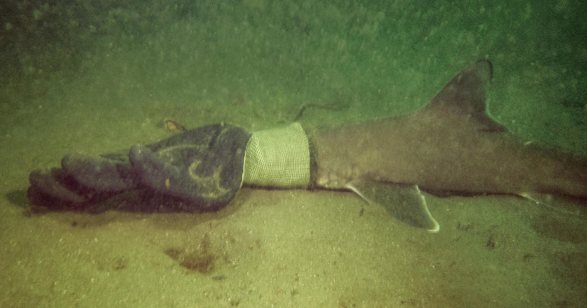 Двойка гмуркачи спасява бебе акула, уловено в работна ръкавица на дъното на океана край Роуд Айлънд