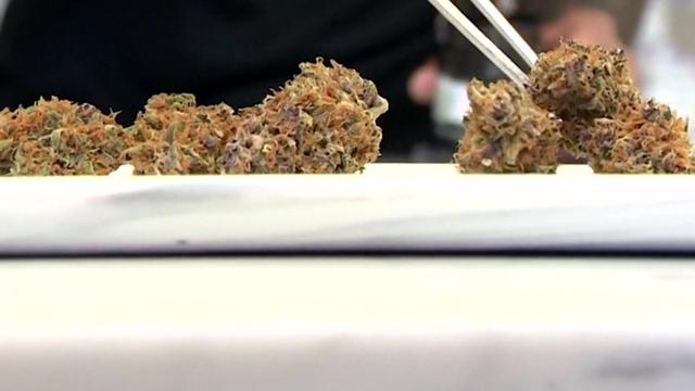 Medical cannabis growing indoors 