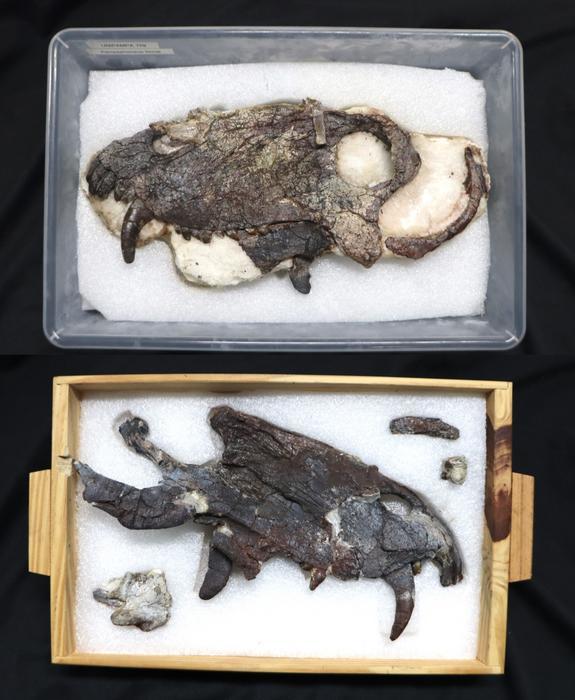 The skull of the new Pampaphoneus biccai specimen