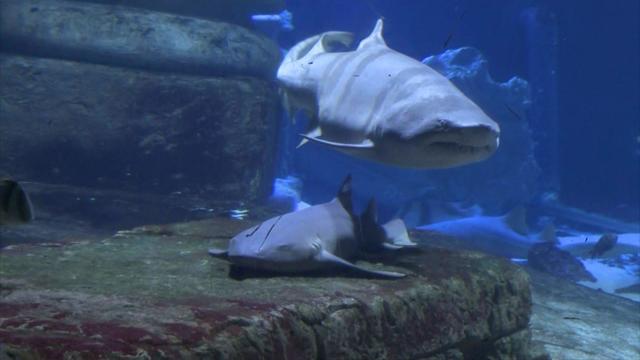 Two sharks in a tank at the Long Island Aquarium 