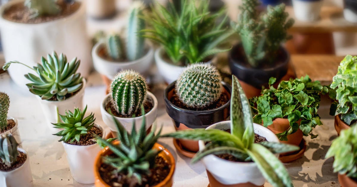 To Do List: Sip and Stroll, Cactus and Succulent Festival - CBS Boston