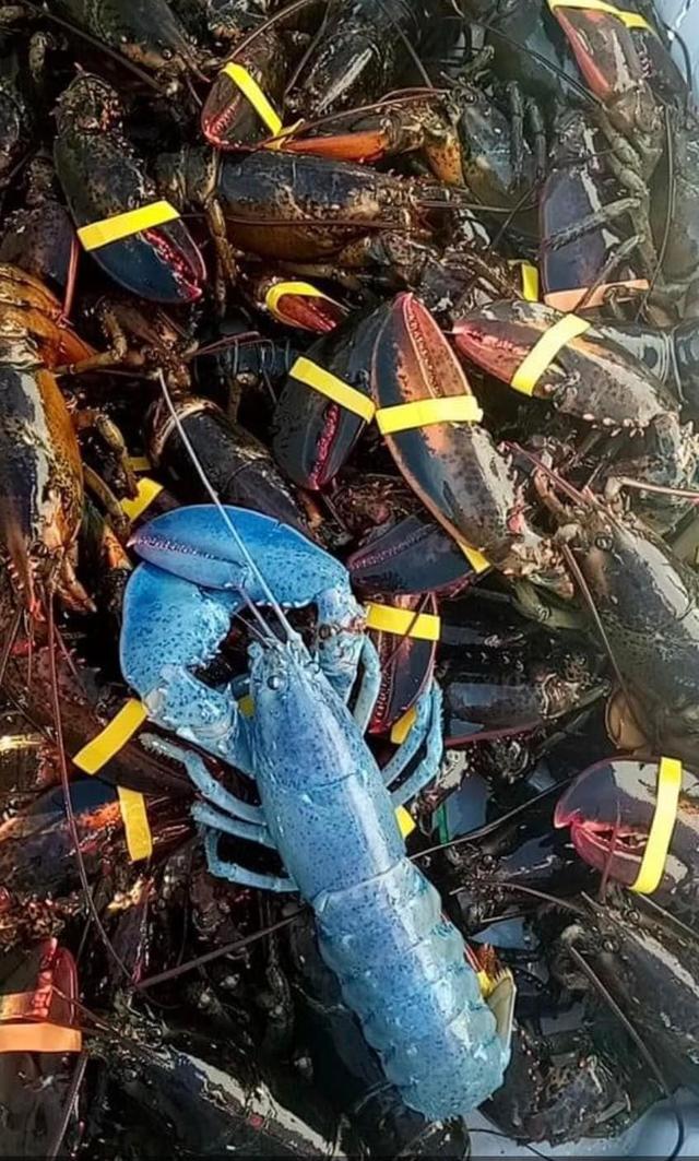Blue lobster caught off coast of New Hampshire
