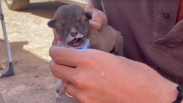 morocco-puppy.jpg