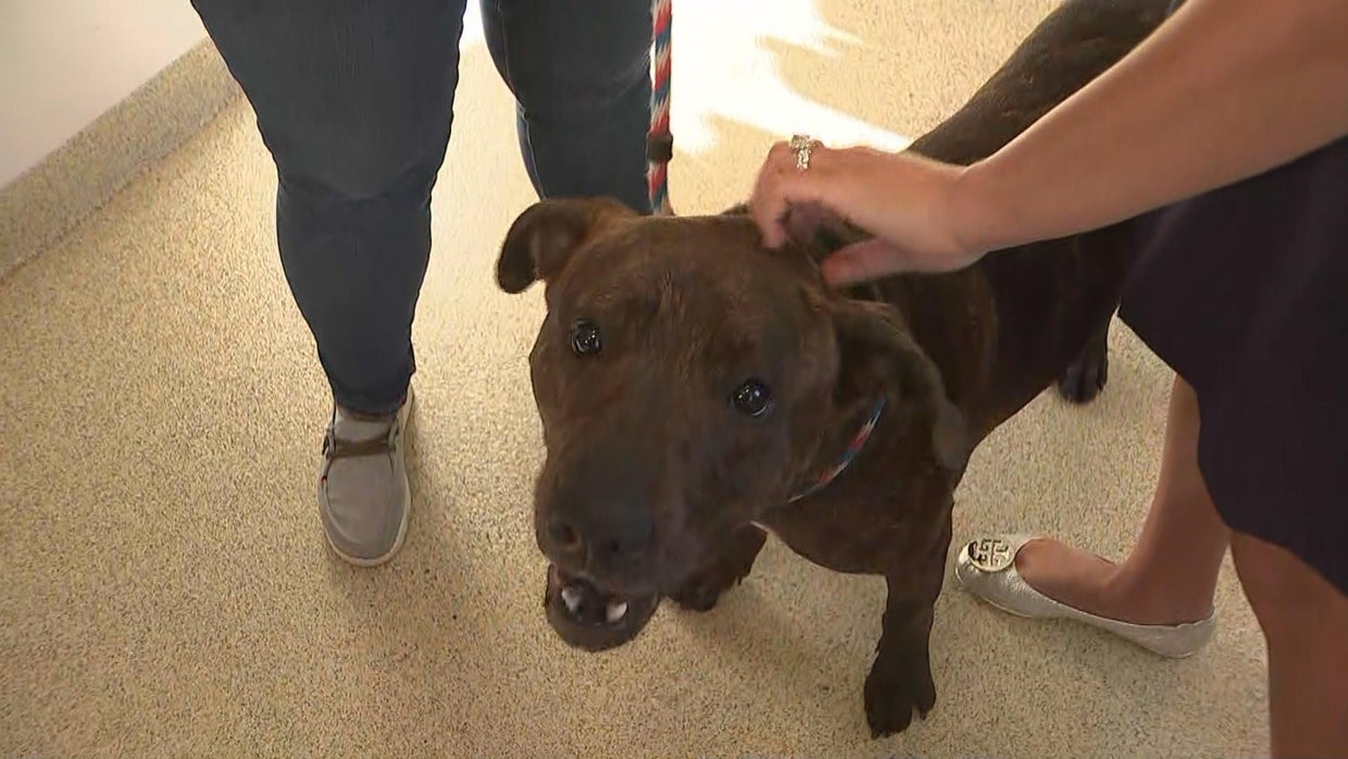 Pet-friendly event and 5K will raise money for Burlington County Animal ...
