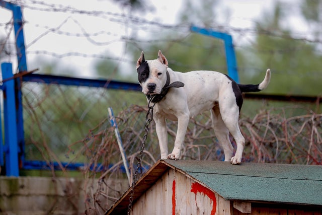THESE 10 BULLY BREEDS ARE TAKING THE WORLD BY STORM!