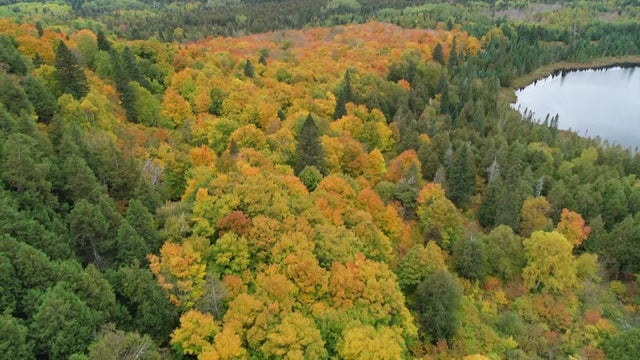 10p-pkg-fall-colors-pre-wcco414t.jpg 