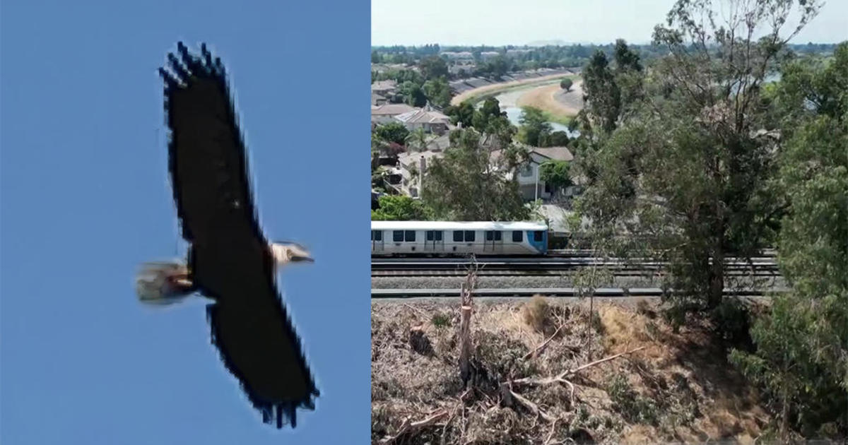 6 Great Places to See Bald Eagles in the San Francisco Bay Area
