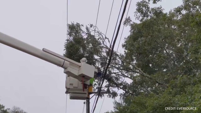 falmouth-tree-eversource.jpg 