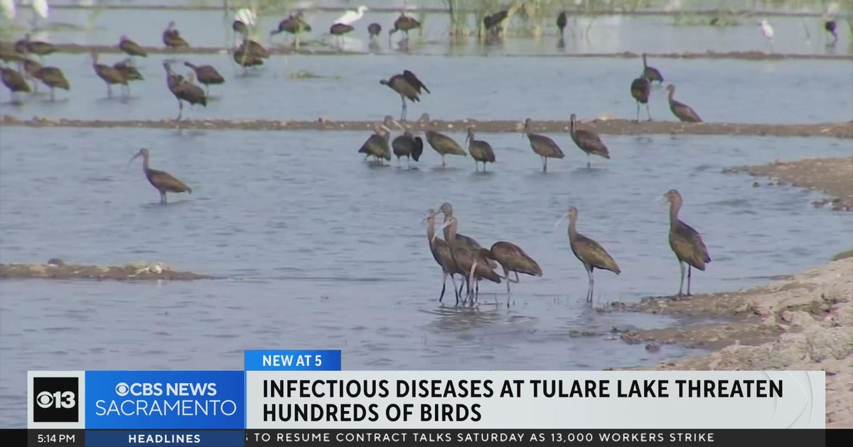 Thousands of birds dying at Tulare Lake due to disease