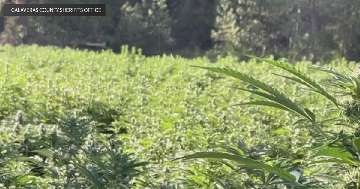 Calaveras County pot bust yields police 7,000 marijuana plants - Vimarsana News