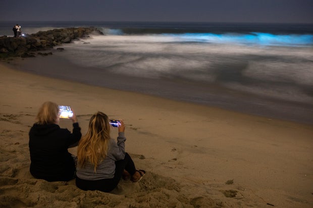 Bioluminescence in Orange County