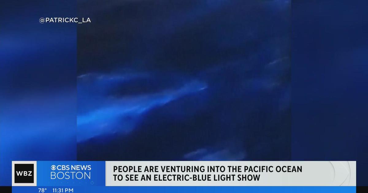 Glowing blue dolphins spotted in Pacific Ocean