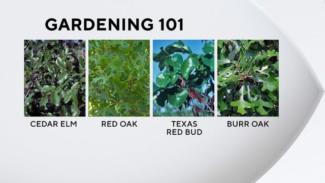 TREES FOR THE FUTURE