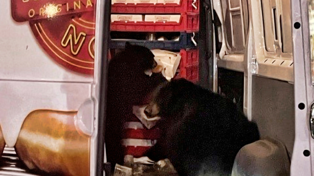 bears-in-truck.png 
