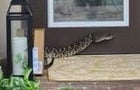 Eastern diamondback rattlesnake 