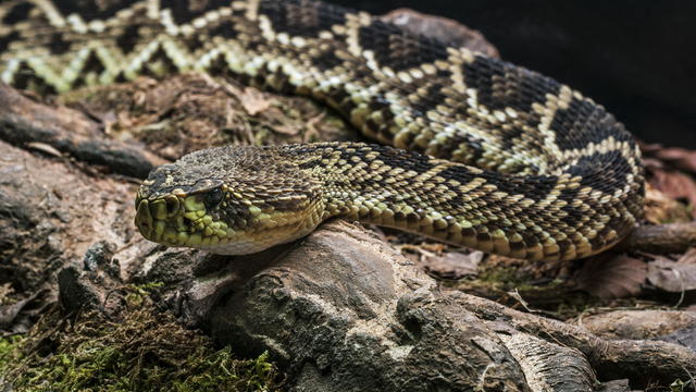 Eastern diamondback rattlesnake 