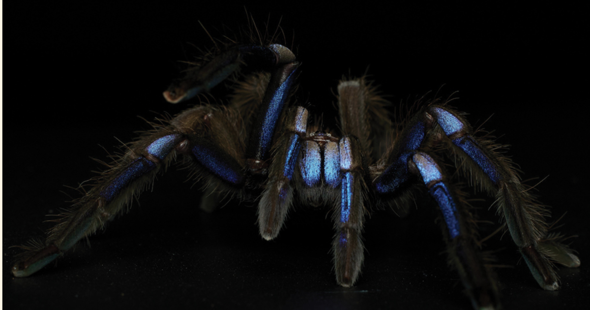 Ентомолозите в Тайланд бяха зашеметени от наелектризиращ нов вид тарантула,