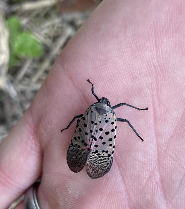 Spotted lanternfly lookout in Michigan 