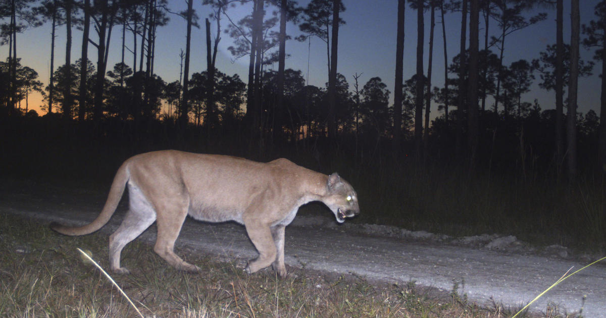 Another endangered Florida panther struck and killed by vehicle —  the 62nd such fatality since 2021