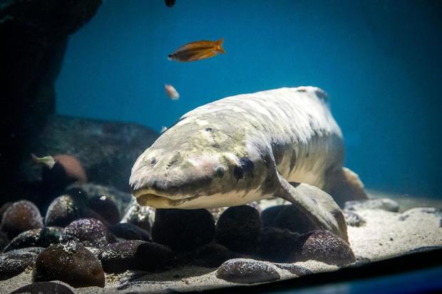 Methuselah oldest aquarium fish 