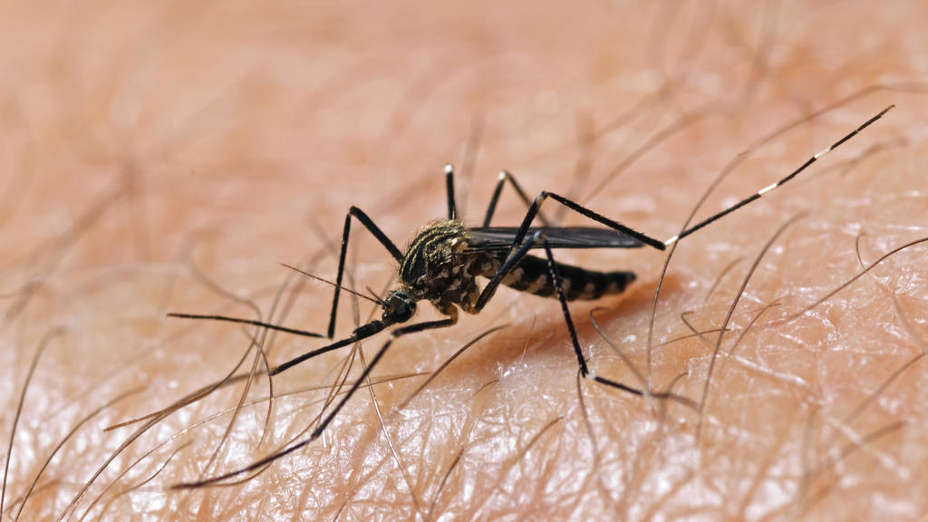 Spraying planned for parts of South San Jose after West Nile-positive mosquitoes found