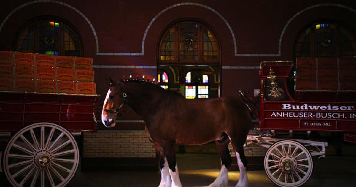 Anheuser-Busch казва, че е спрял да реже опашките на своите коне Budweiser Clydesdale