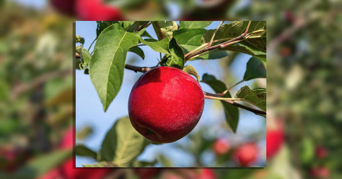 University of Minnesota announces new Kudos apple variety - CBS Minnesota