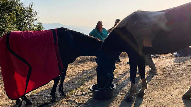 San Mateo County horse rescue 