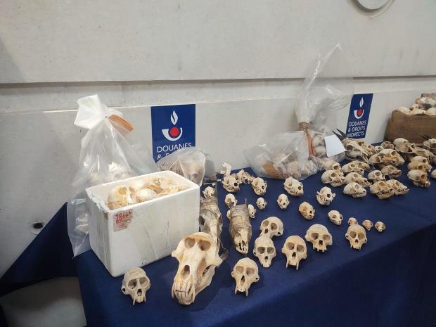 Nearly 400 primate skulls headed for U.S. collectors seized in staggering discovery at French airport